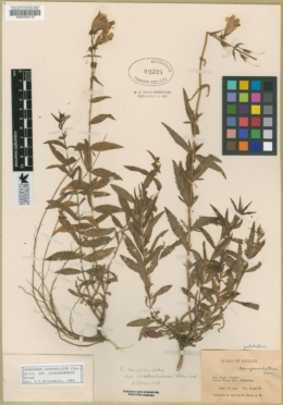 Penstemon campanulatus subsp. chihuahuensis image