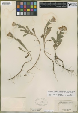 Chrysopsis arenaria image