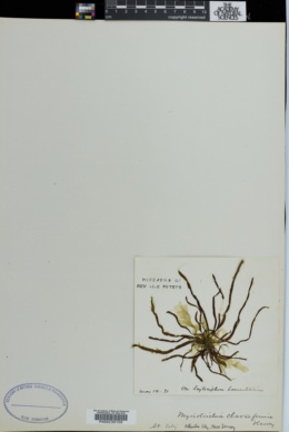 Myriotrichia clavaeformis image