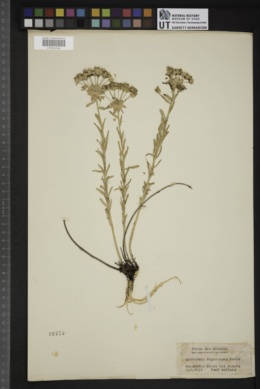 Euphorbia seguieriana image