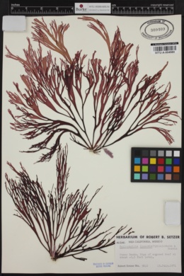 Callophyllis linearis image