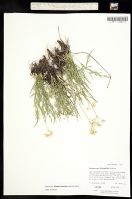 Neoparrya lithophila image