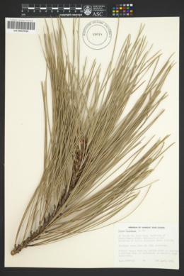 Image of Pinus coulteri