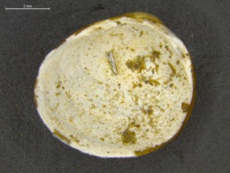 Pisidium idahoense image