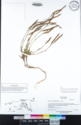 Boechera platysperma image