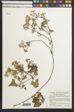 Image of Mikania batatifolia