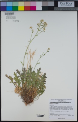 Lepidium montanum var. heterophyllum image
