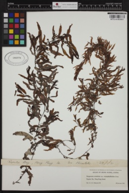 Sargassum aemulum var. carpophylloides image