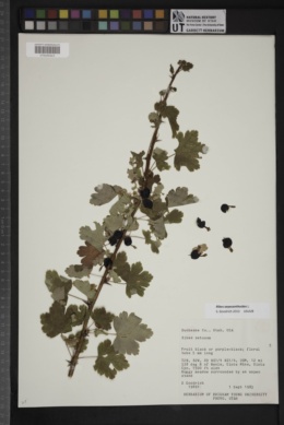 Image of Ribes oxyacanthoides