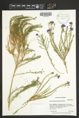 Nierembergia hippomanica image