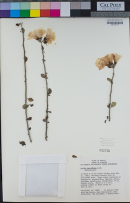 Image of Cordia parvifolia