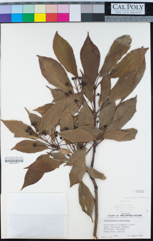 Trochodendraceae image