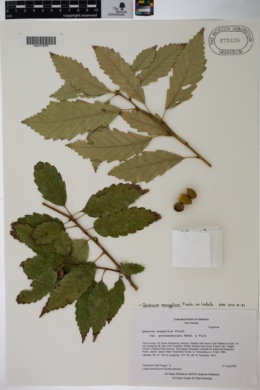 Quercus mongolica image