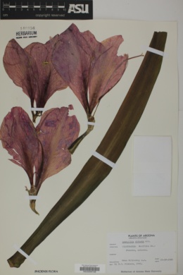 Amaryllis vittata image