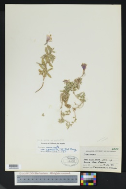 Oenothera pallida subsp. gypsophila image