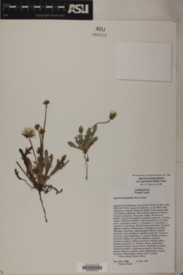 Agoseris heterophylla var. quentinii image