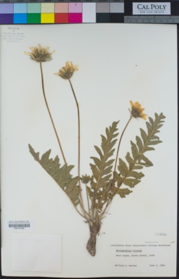 Image of Balsamorhiza hirsuta