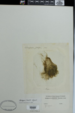 Spirogyra ternata image
