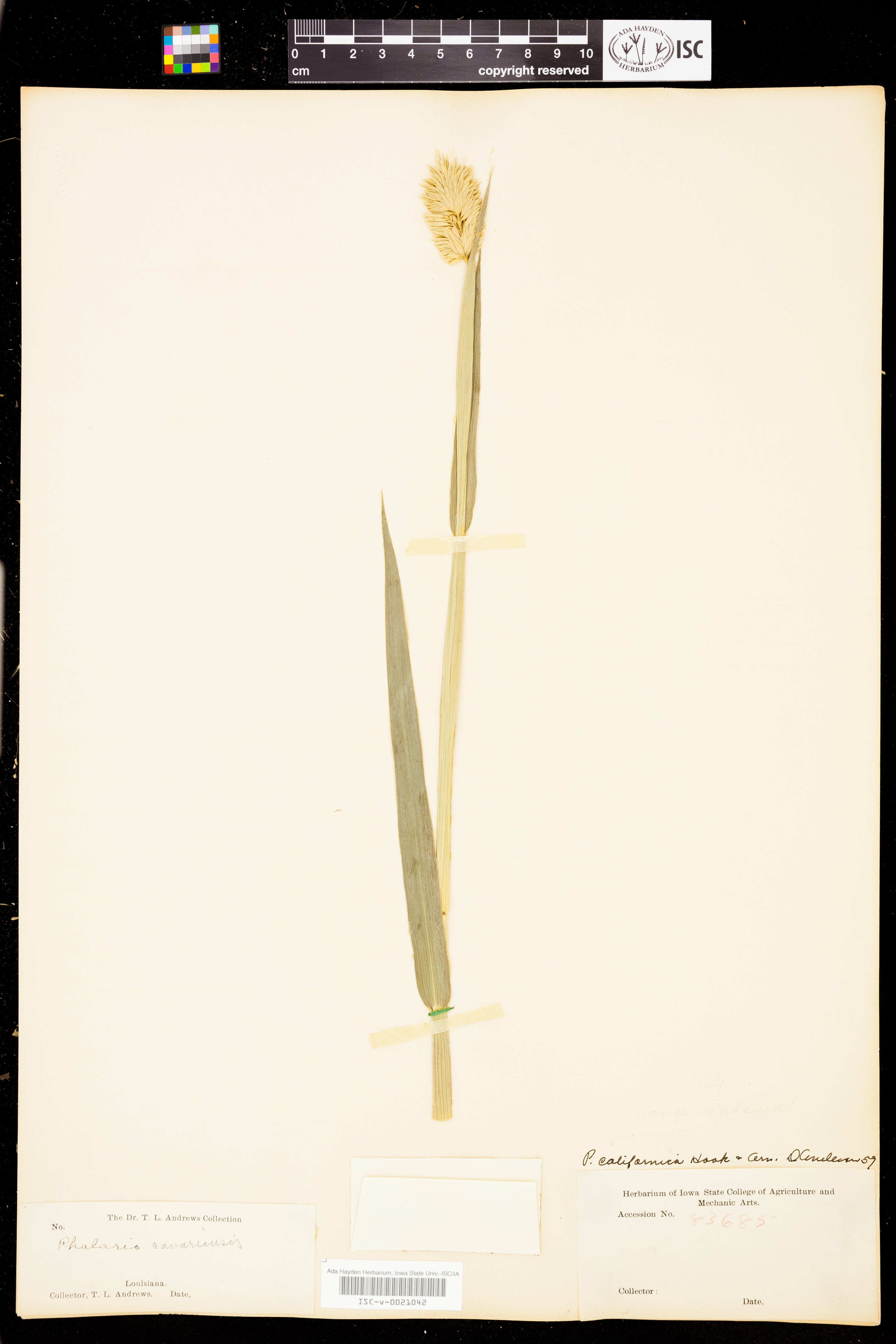 Phalaris californica image