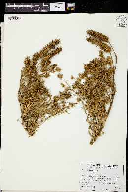 Image of Trifolium dichroanthum