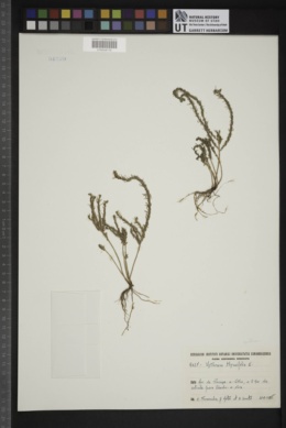 Lythrum thymifolia image