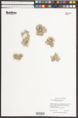 Crypsis vaginiflora image