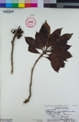 Image of Pittosporum argentifolium