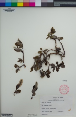 Salix petrophila image