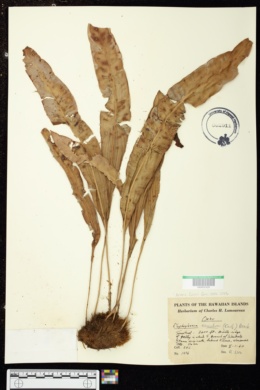 Elaphoglossum aemulum image