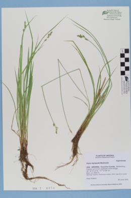 Image of Carex leptopoda
