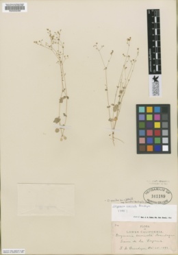 Image of Drymaria carinata