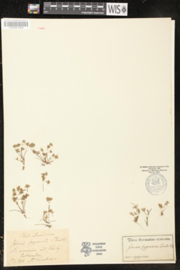 Juncus pygmaeus image