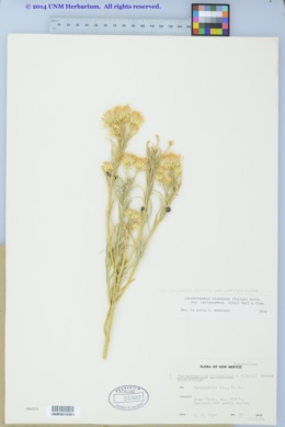 Ericameria nauseosa var. latisquamea image