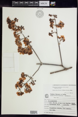 Banisteriopsis gardneriana image