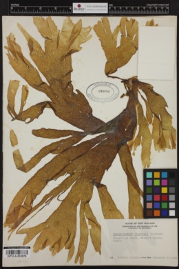 Spatoglossum chapmanii image