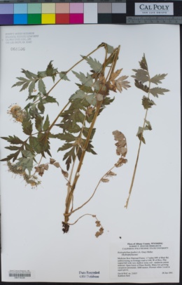 Image of Hydrophyllum fendleri