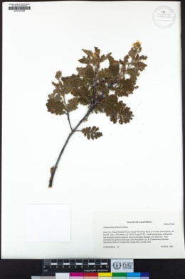 Chamaebatia foliolosa image