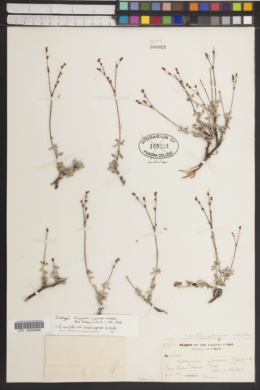 Eriogonum junceum image