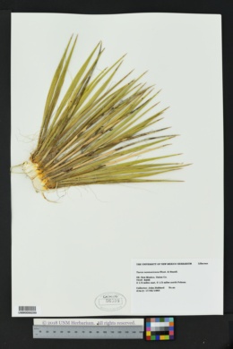 Yucca harrimaniae var. neomexicana image