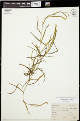 Potamogeton zosterifolius image