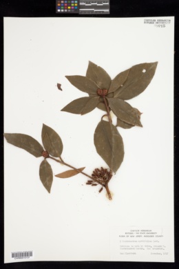 Rhododendron myrtifolium image