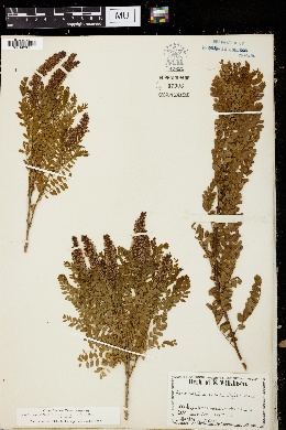 Amorpha microphylla image