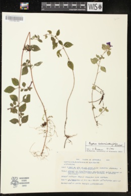 Cuphea calaminthifolia image