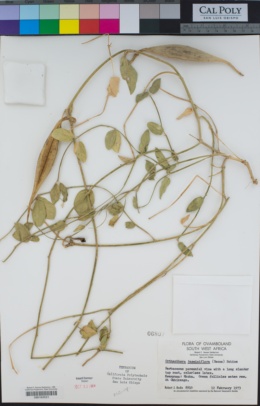 Image of Orthanthera jasminiflora