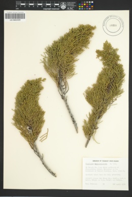 Image of Cupressus guadalupensis