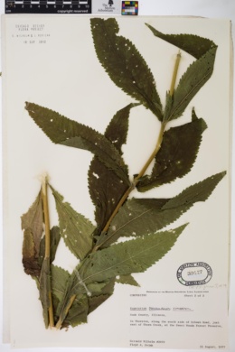 Eupatorium perfoliatum var. cuneatum image