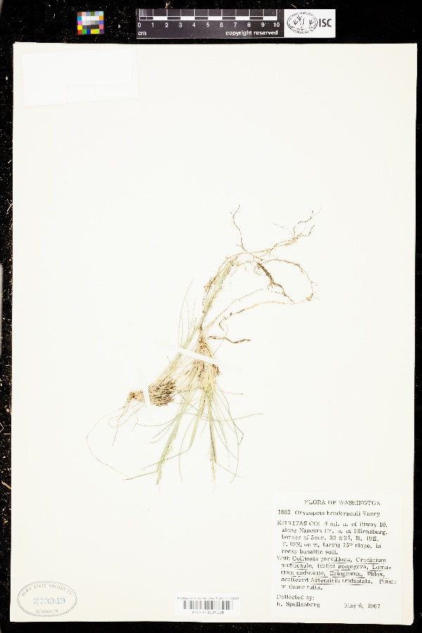 Oryzopsis hendersonii image