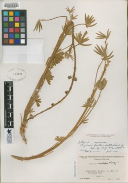 Lupinus argenteus var. palmeri image