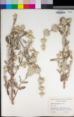 Salvia leucophylla image