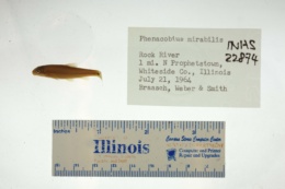 Phenacobius mirabilis image
